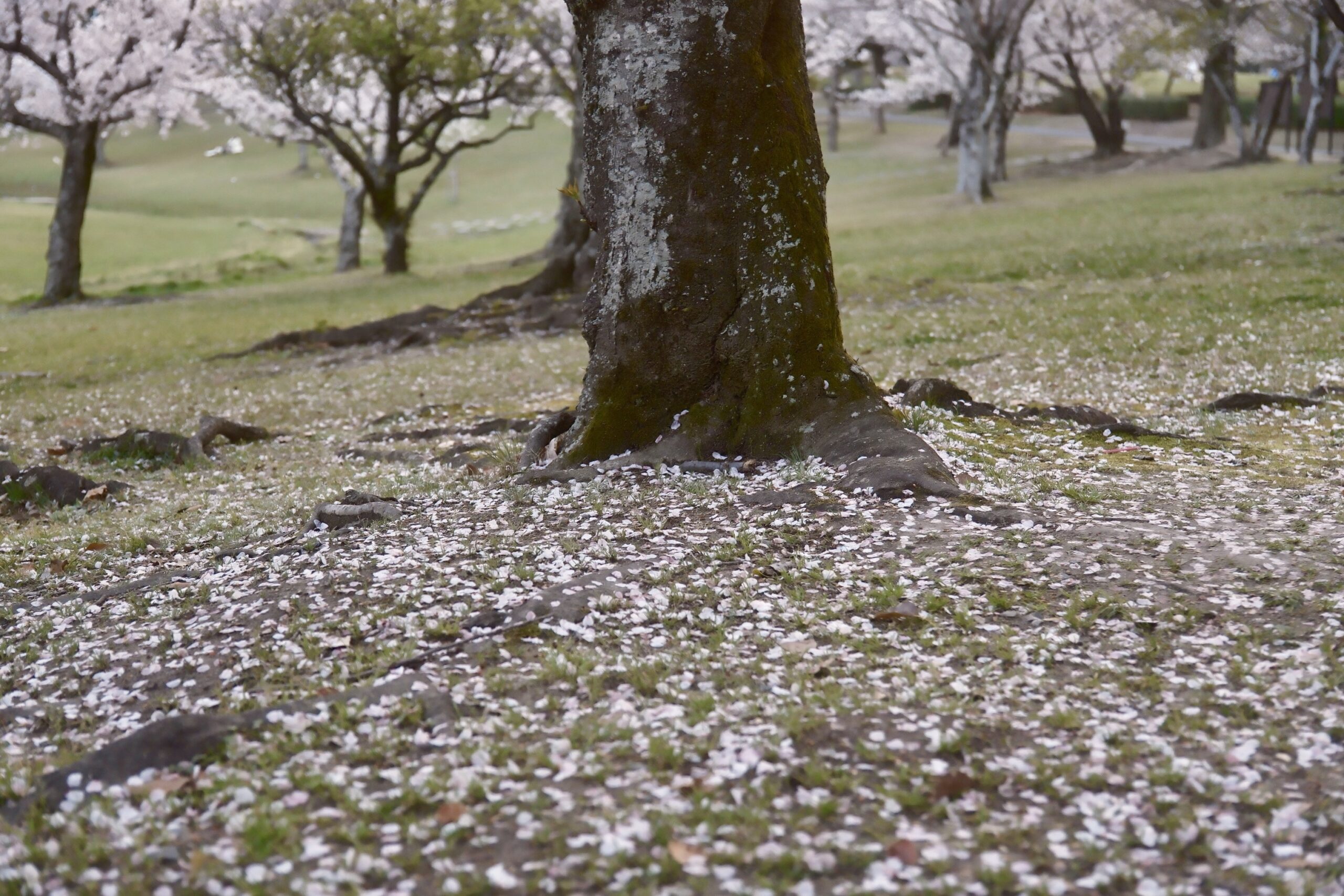 桜の根元の画像